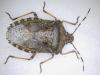 Rhaphigaster nebulosa